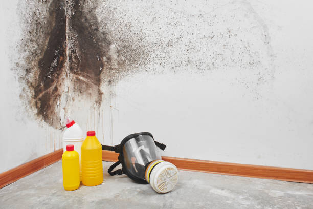 Best Mold Remediation  in Springville, VA