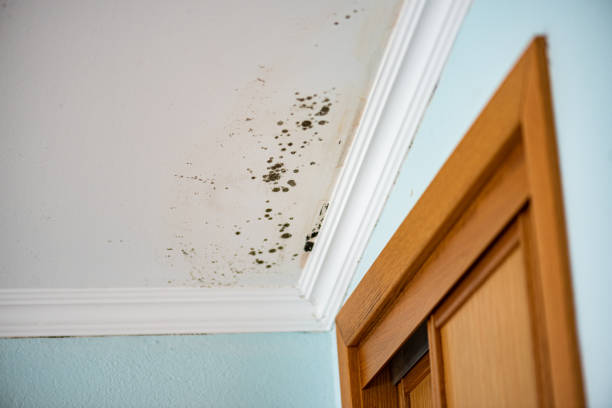 Best Black Mold Removal  in Springville, VA