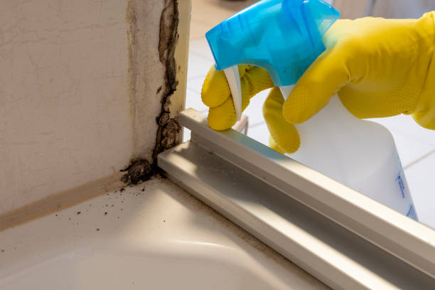 Best Mold Testing  in Springville, VA