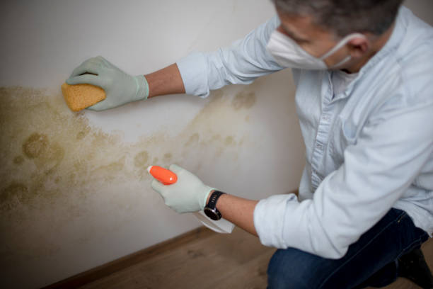 Best Home Mold Removal  in Springville, VA