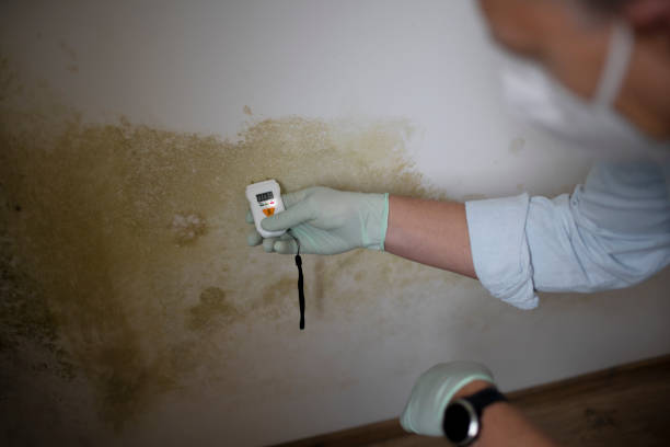 Best Professional Mold Removal  in Springville, VA