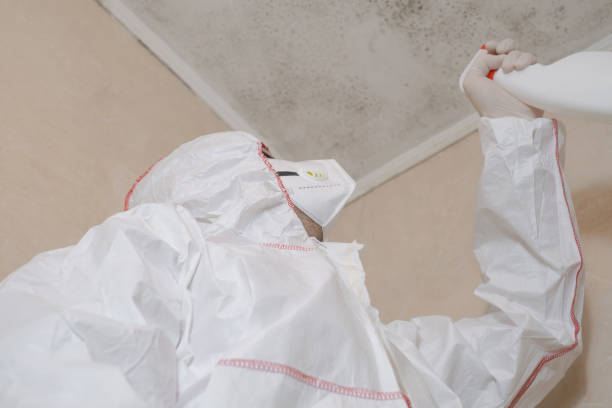 Trusted Springville, VA Mold Removal Experts