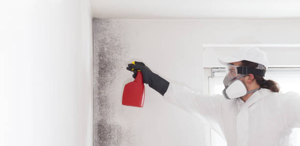 Best Local Mold Removal Service  in Springville, VA