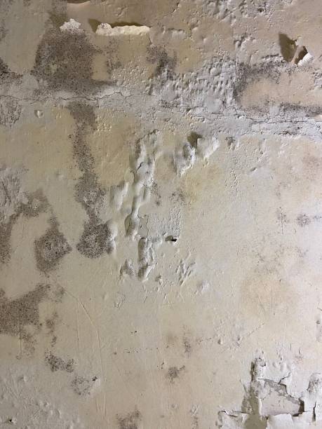 Best Water Damage Restoration  in Springville, VA