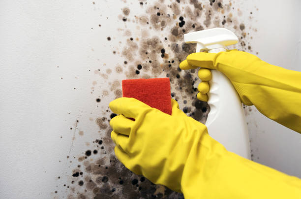 Best Office Mold Removal Services  in Springville, VA