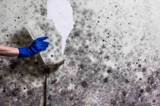 Best Mold Inspection  in Springville, VA