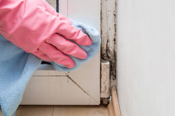 Mold Removal and Inspection in Springville, VA