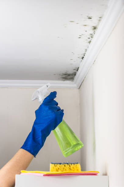 Best Best Mold Removal Companies  in Springville, VA