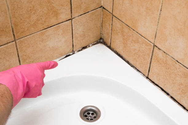 Best Mold Removal Company Near Me  in Springville, VA